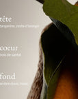 parfum de tangerine, santal et ambre SOJA&CO.