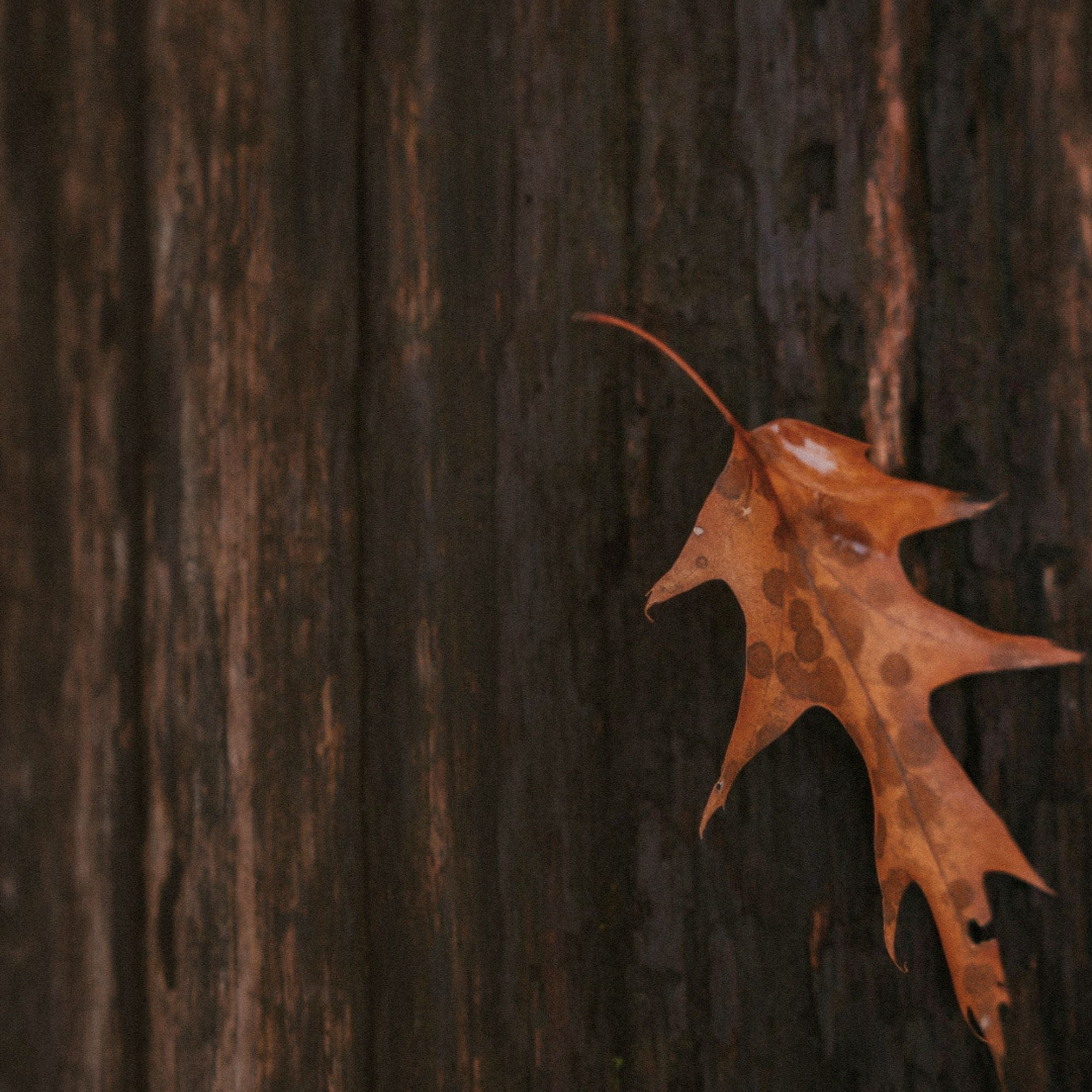 Ambre et chêne SOJA&CO.