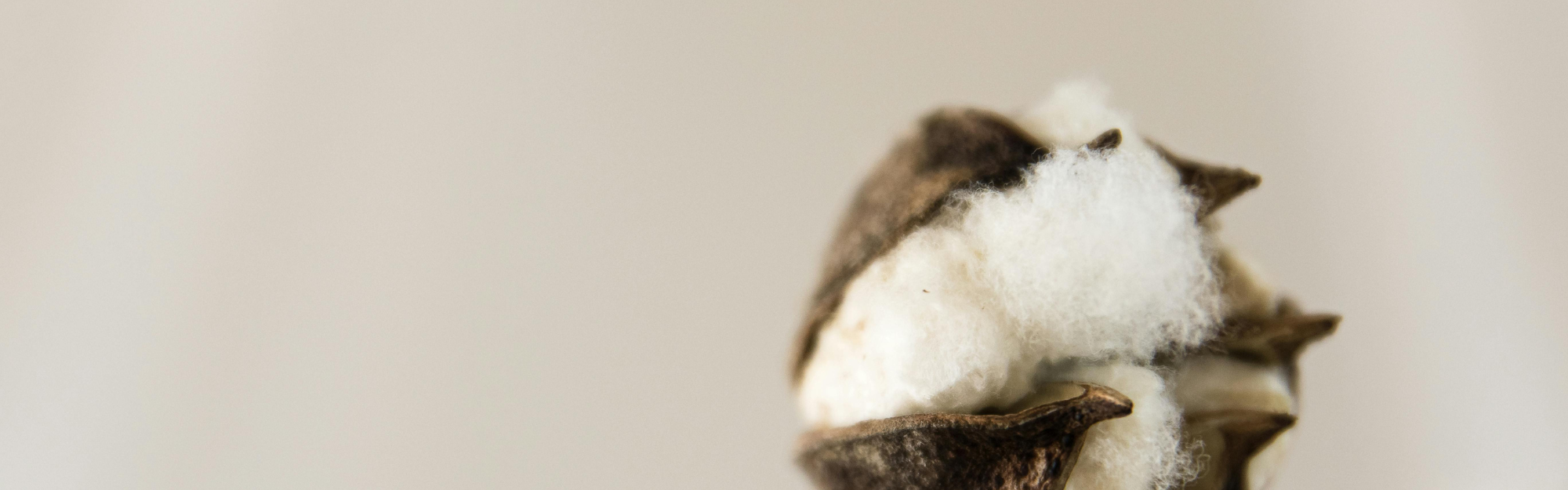 Coton blanc et linge frais