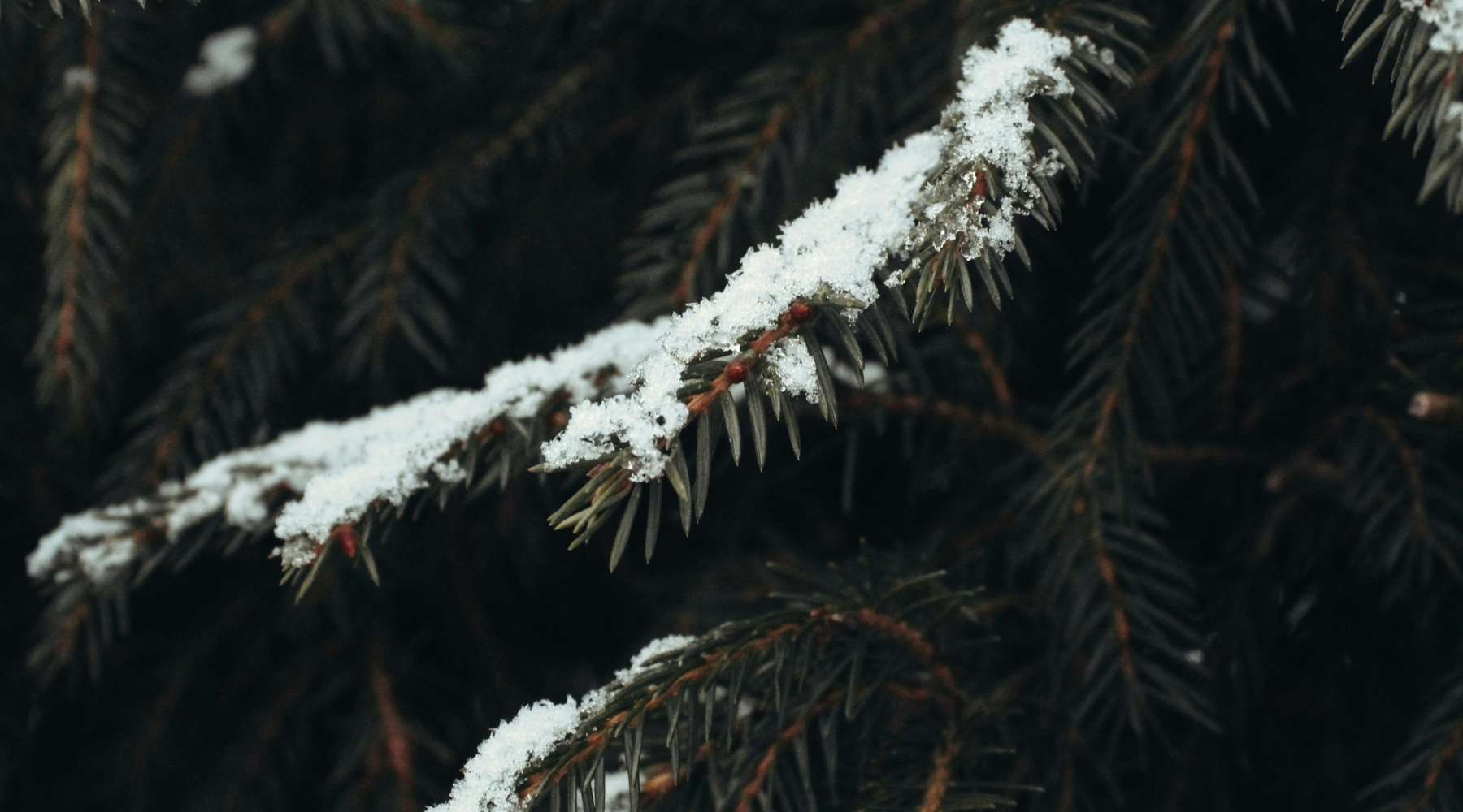 Sapin enneigé rappelant les notes fraîches et boisées de la fragrance hivernale SOJA&CO.