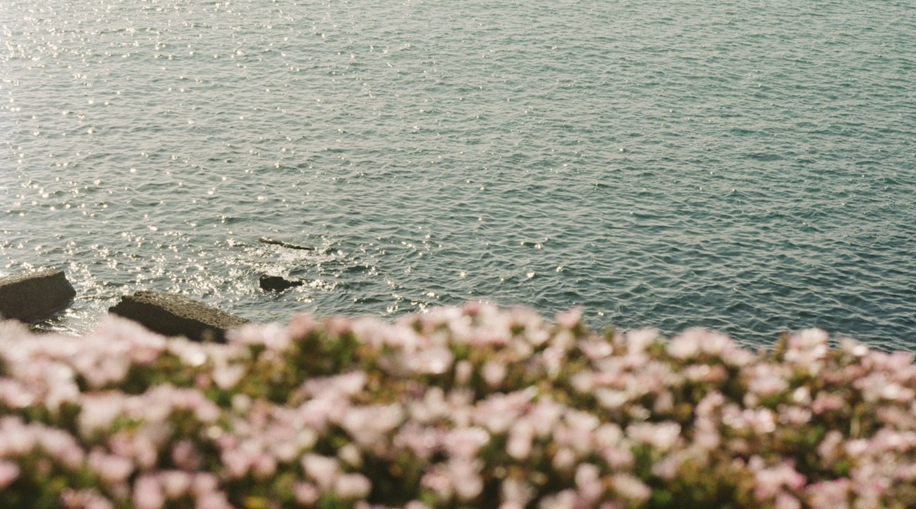 Bord de mer en été avec fleurs sauvages roses en premier plan, évoquant les fragrances estivales SOJA&CO.