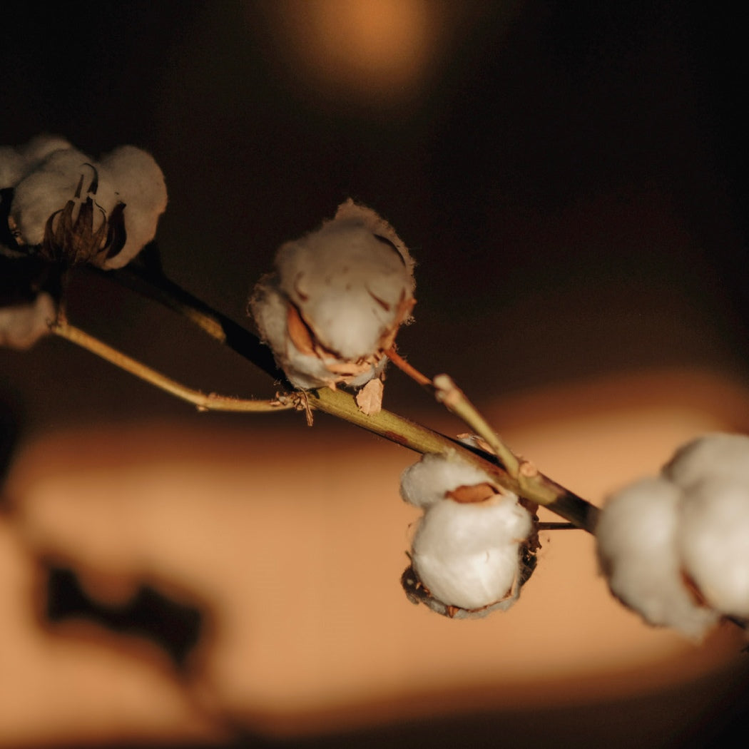 Coton blanc + Linge frais