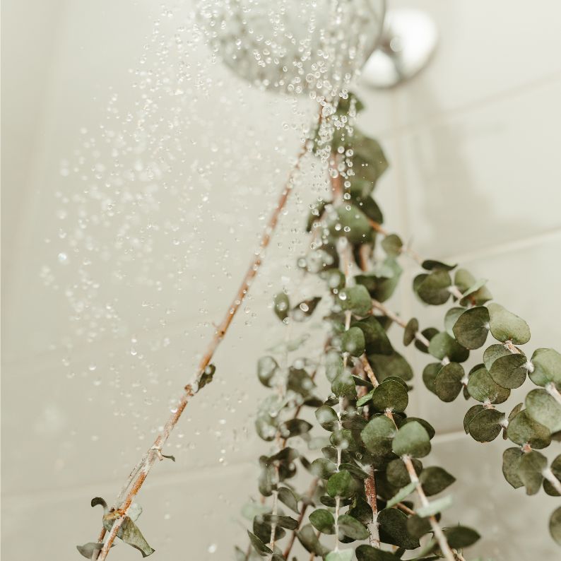 Fragrance eucalyptus et pamplemousse