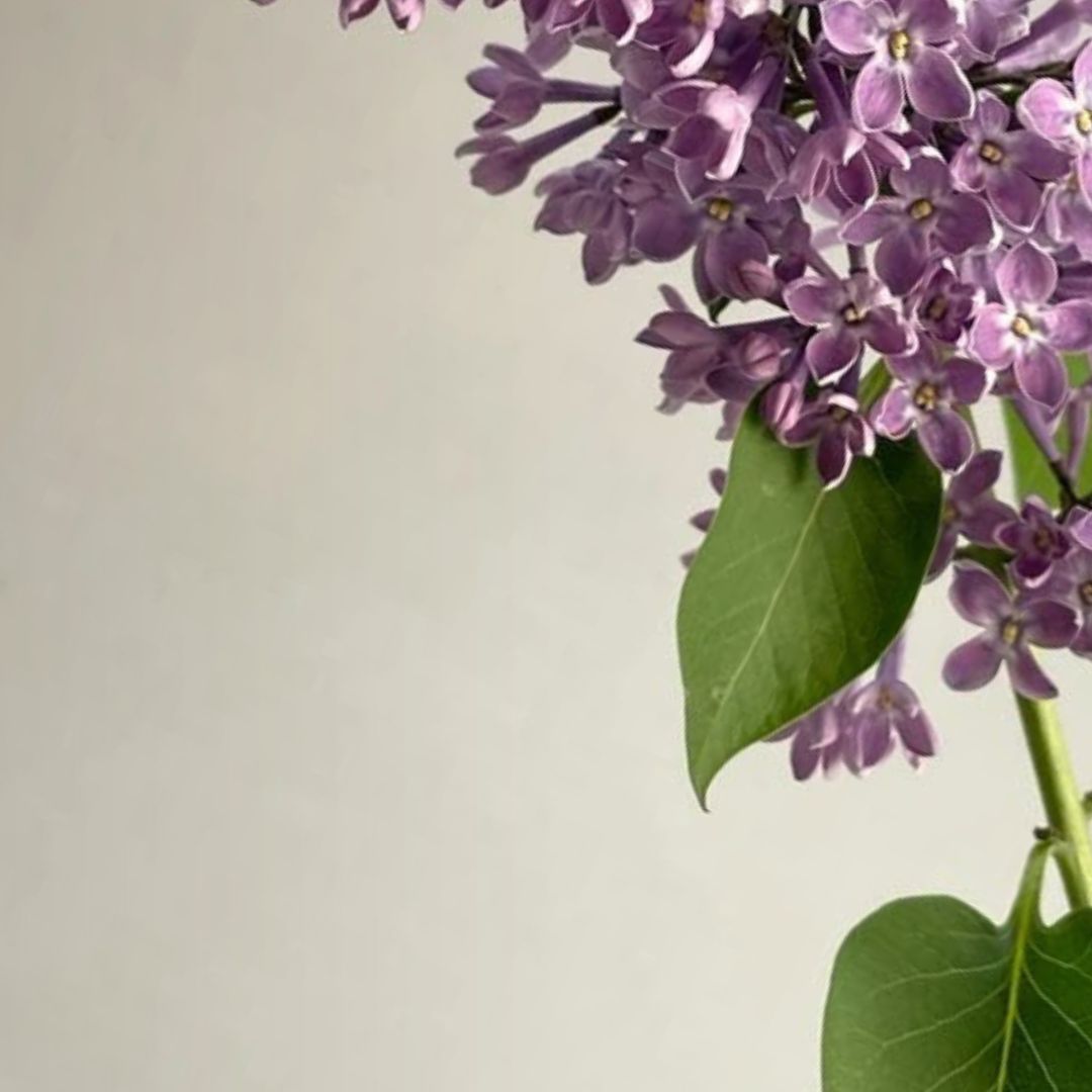 Floral — SOJA&CO.