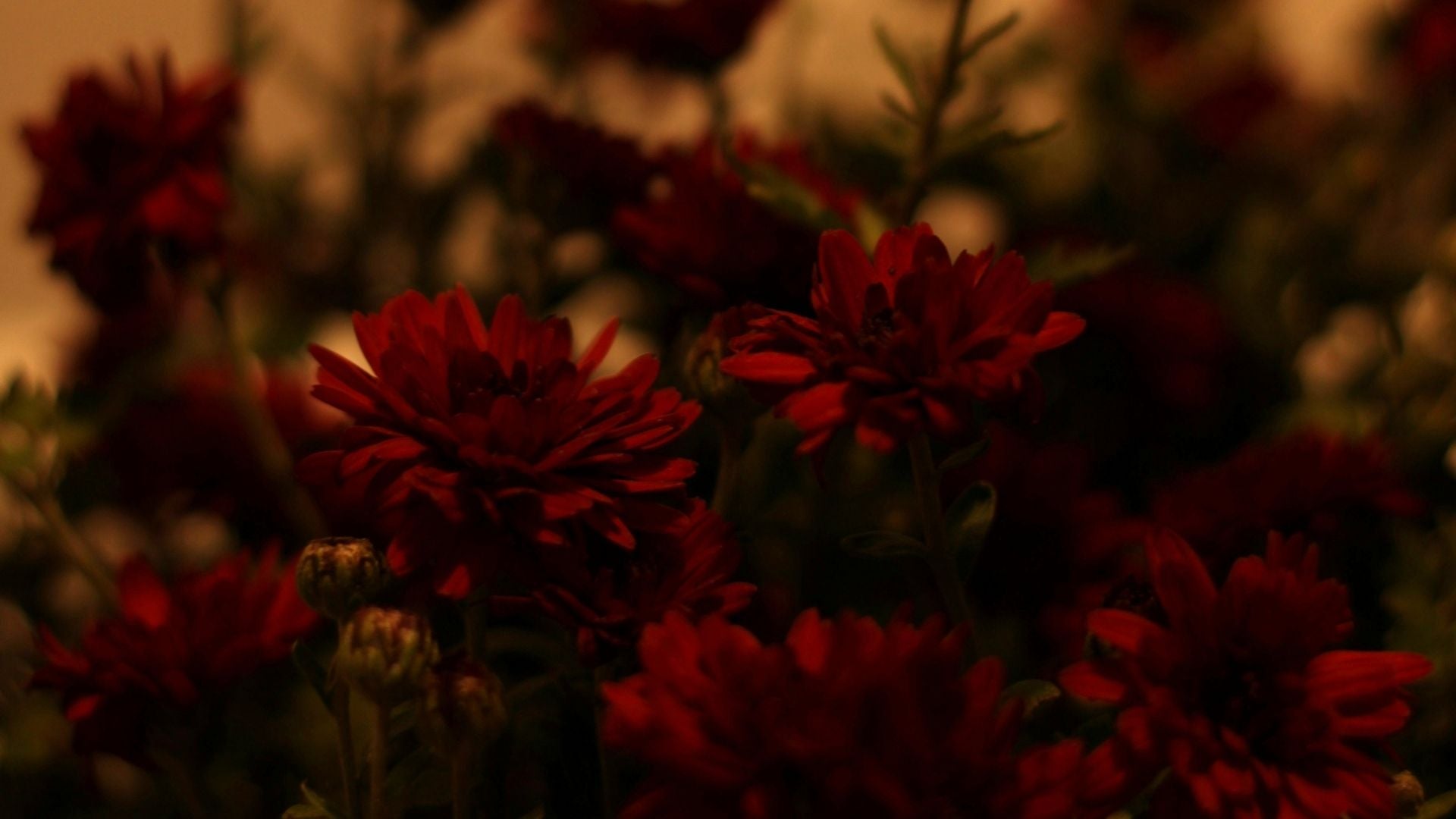 Slideshow Image 1