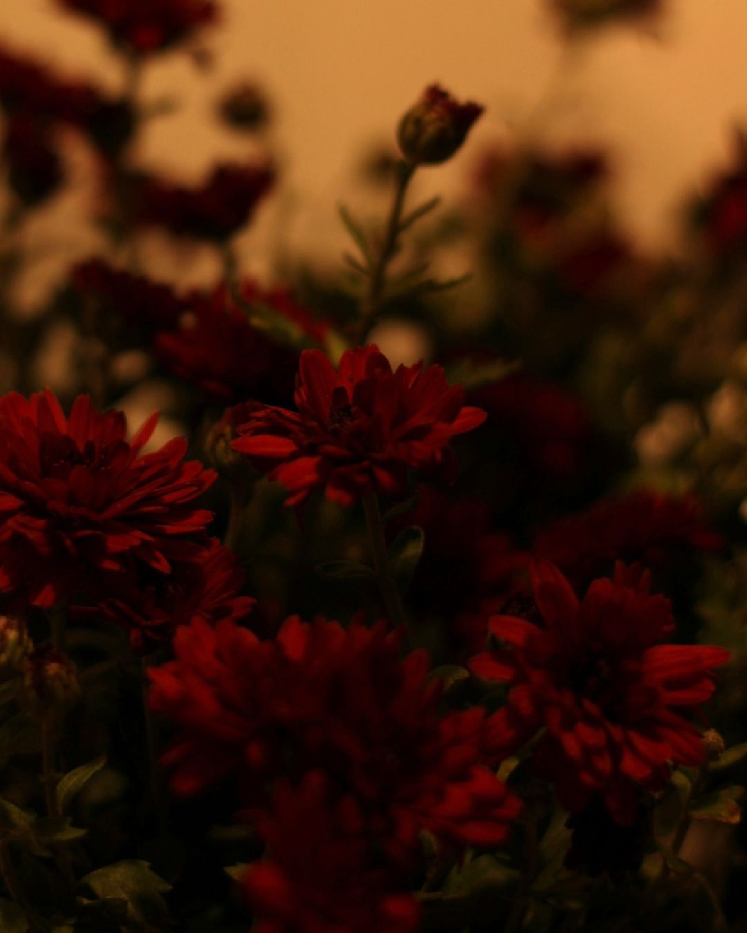 Slideshow Image 1