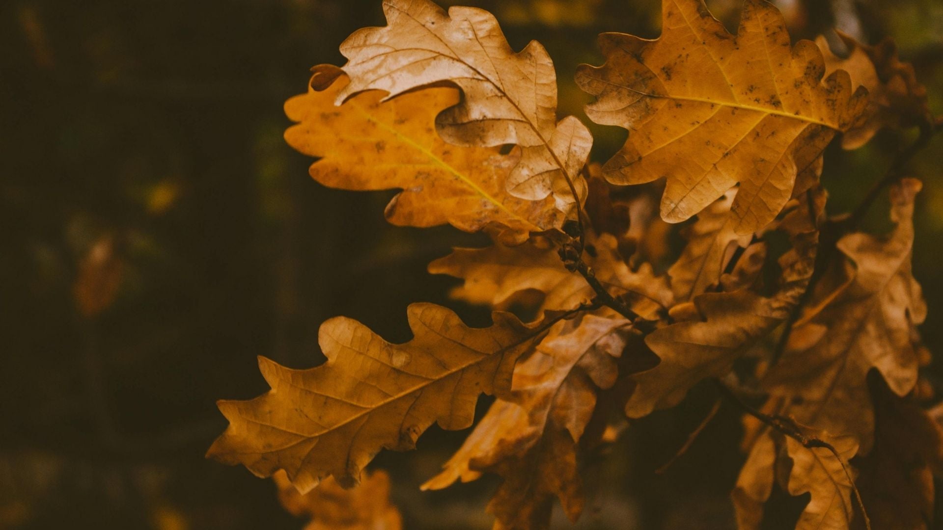 feuilles d'automne orangées, ambiance réconfortante et chaleureuse