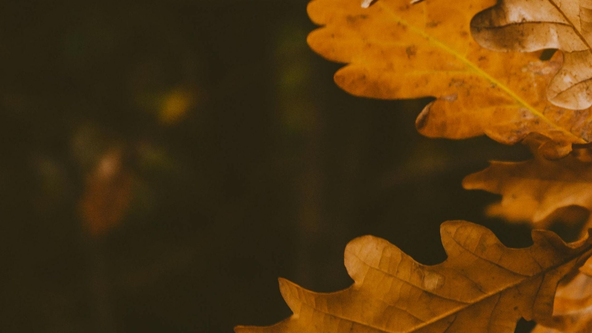 feuilles d'automne orangées, ambiance réconfortante et chaleureuse