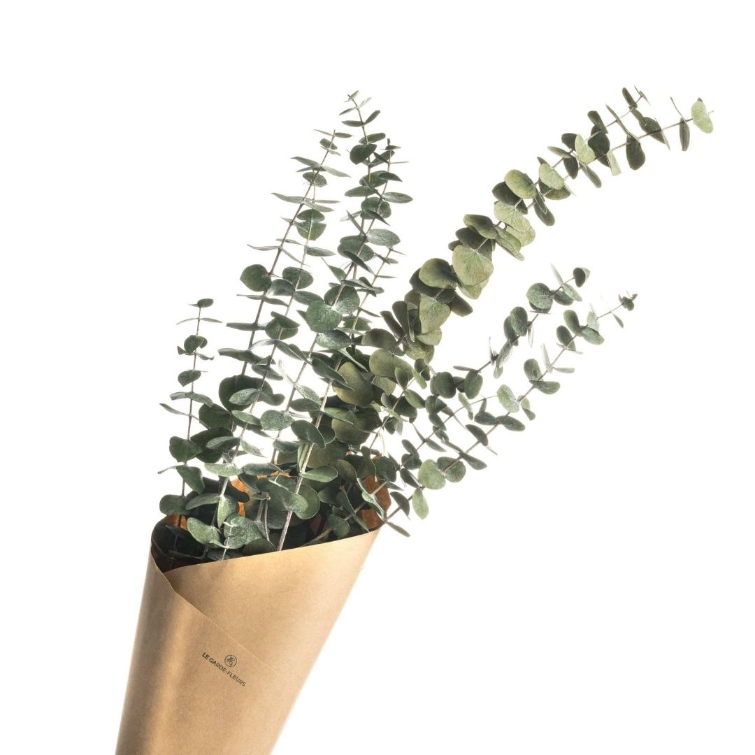Bouquet d&#39;eucalyptus séché - SOJA&amp;CO. ™