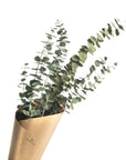 Bouquet d'eucalyptus séché - SOJA&CO. ™