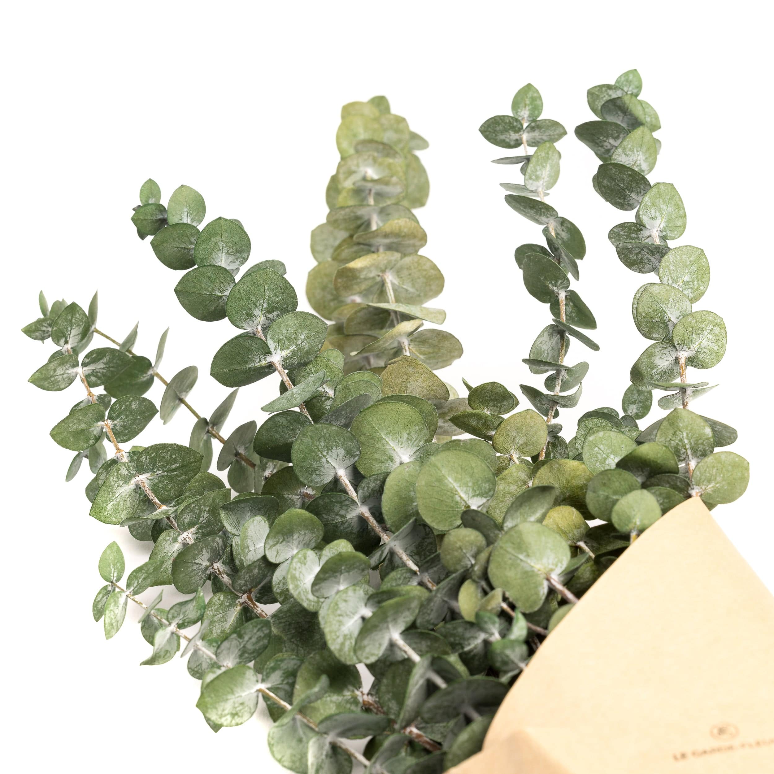 Bouquet d'eucalyptus séché - SOJA&CO. ™